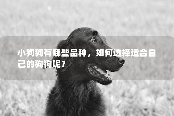 小狗狗有哪些品种，如何选择适合自己的狗狗呢？