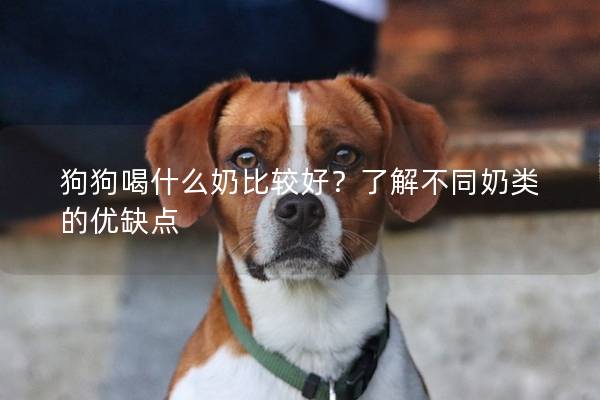 狗狗喝什么奶比较好？了解不同奶类的优缺点