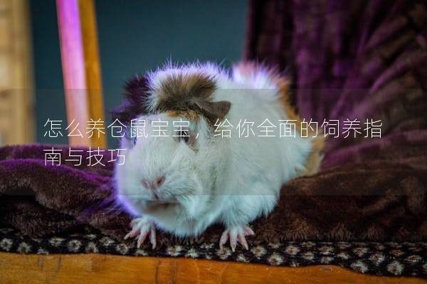 怎么养仓鼠宝宝，给你全面的饲养指南与技巧