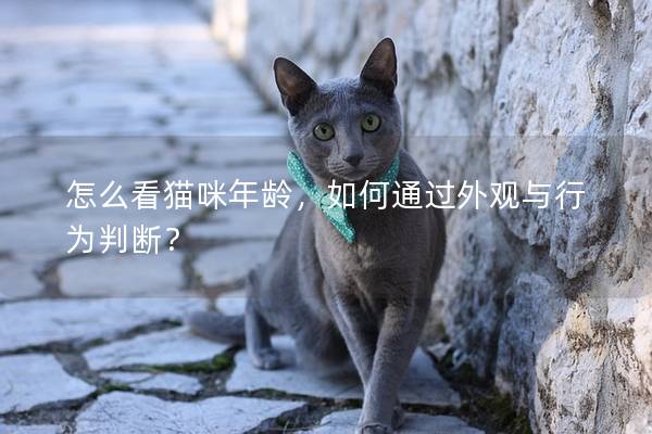 怎么看猫咪年龄,如何通过外观与行为判断? 怎么看猫咪年龄,如何通过外观与行为判断?