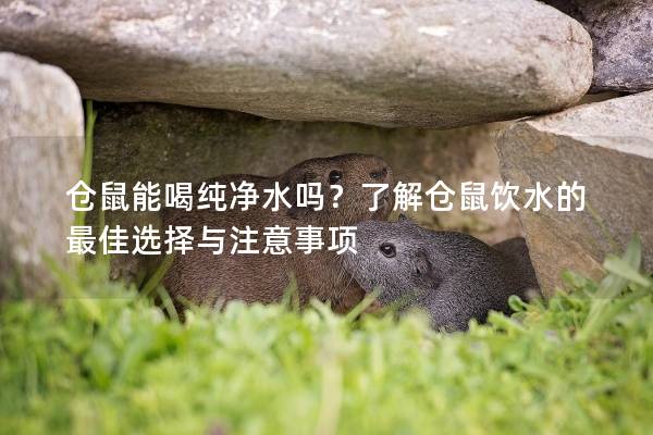 仓鼠能喝纯净水吗？了解仓鼠饮水的最佳选择与注意事项
