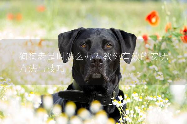 狗狗老是叫怎么办？教你有效的安抚方法与技巧
