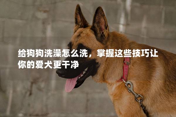 给狗狗洗澡怎么洗，掌握这些技巧让你的爱犬更干净