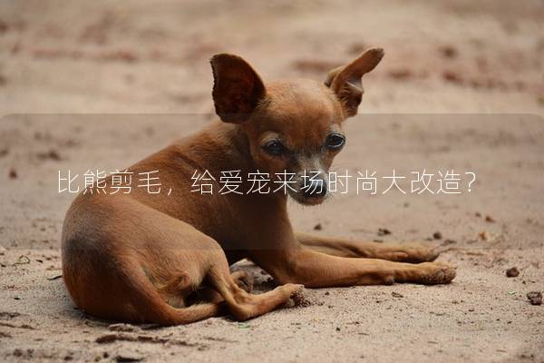 比熊剪毛，给爱宠来场时尚大改造？