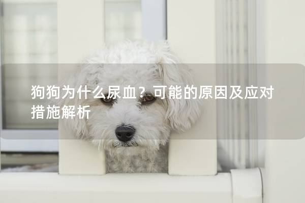 狗狗为什么尿血？可能的原因及应对措施解析