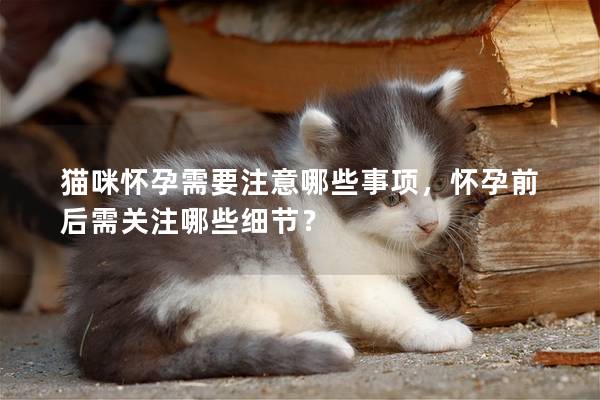 猫咪怀孕需要注意哪些事项，怀孕前后需关注哪些细节？