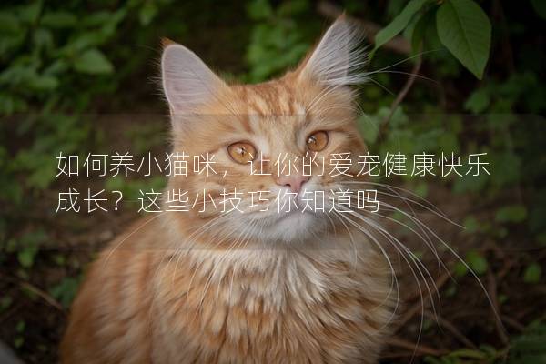 如何养小猫咪，让你的爱宠健康快乐成长？这些小技巧你知道吗