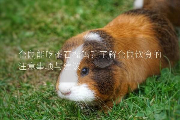 仓鼠能吃番石榴吗?了解仓鼠饮食的注意事项与建议 仓鼠能吃番石榴吗?了解仓鼠饮食的注意事项与建议
