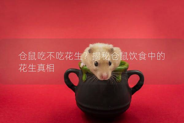 仓鼠吃不吃花生？揭秘仓鼠饮食中的花生真相