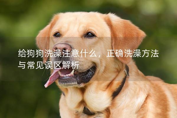 给狗狗洗澡注意什么，正确洗澡方法与常见误区解析