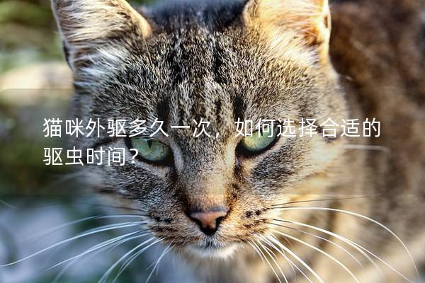 猫咪外驱多久一次,如何选择合适的驱虫时间? 猫咪外驱多久一次,如何选择合适的驱虫时间?