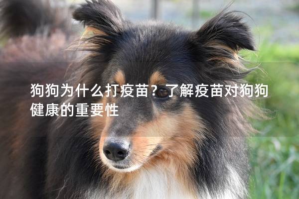 狗狗为什么打疫苗?了解疫苗对狗狗健康的重要性 狗狗为什么打疫苗?了解疫苗对狗狗健康的重要性