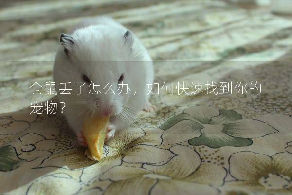 仓鼠丢了怎么办,如何快速找到你的宠物? 仓鼠丢了怎么办,如何快速找到你的宠物?