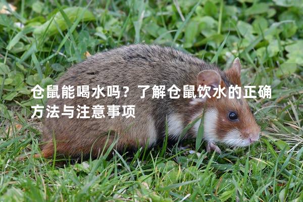 仓鼠能喝水吗？了解仓鼠饮水的正确方法与注意事项