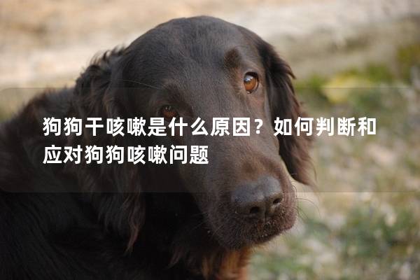 狗狗干咳嗽是什么原因?如何判断和应对狗狗咳嗽问题 狗狗干咳嗽是什么原因?如何判断和应对狗狗咳嗽问题