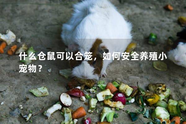 什么仓鼠可以合笼，如何安全养殖小宠物？