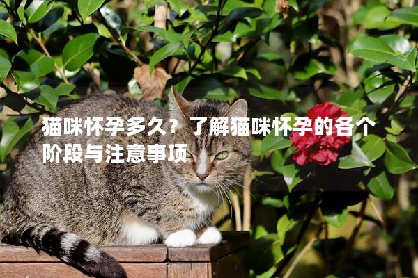 猫咪怀孕多久？了解猫咪怀孕的各个阶段与注意事项
