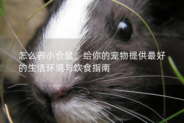 怎么养小仓鼠，给你的宠物提供最好的生活环境与饮食指南