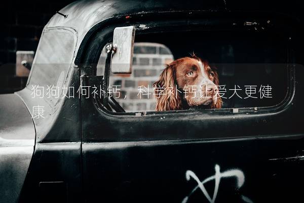 狗狗如何补钙，科学补钙让爱犬更健康