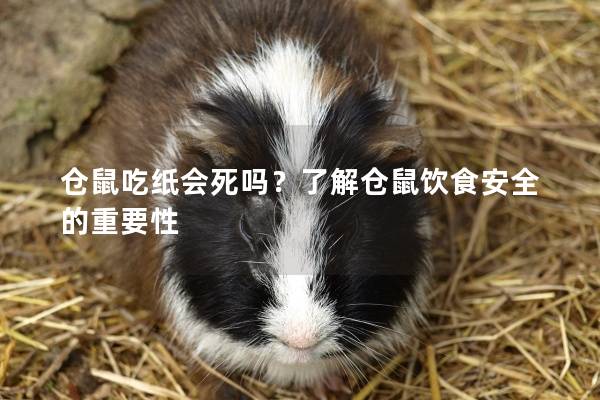 仓鼠吃纸会死吗？了解仓鼠饮食安全的重要性