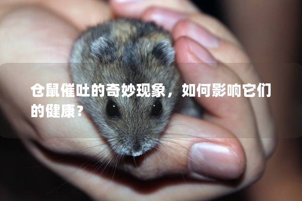 仓鼠催吐的奇妙现象，如何影响它们的健康？
