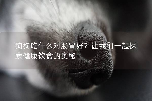 狗狗吃什么对肠胃好？让我们一起探索健康饮食的奥秘