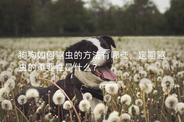 狗狗如何驱虫的方法有哪些，定期驱虫的重要性是什么？