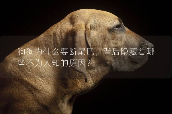 狗狗为什么要断尾巴,背后隐藏着哪些不为人知的原因? 狗狗为什么要断尾巴,背后隐藏着哪些不为人知的原因?
