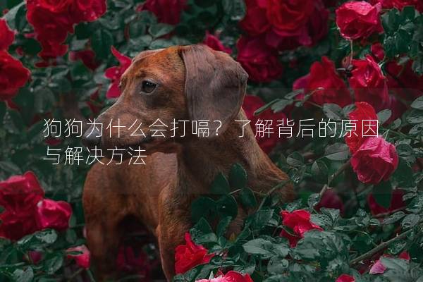 狗狗为什么会打嗝？了解背后的原因与解决方法