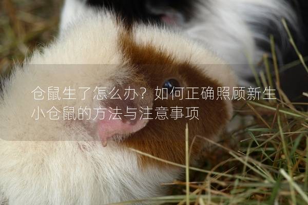 仓鼠生了怎么办？如何正确照顾新生小仓鼠的方法与注意事项