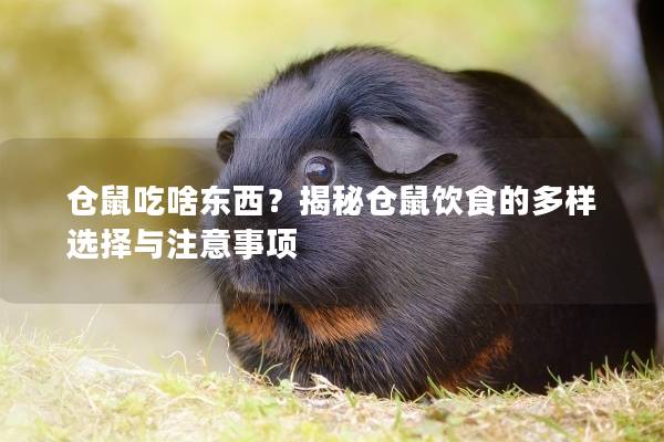 仓鼠吃啥东西?揭秘仓鼠饮食的多样选择与注意事项 仓鼠吃啥东西?揭秘仓鼠饮食的多样选择与注意事项