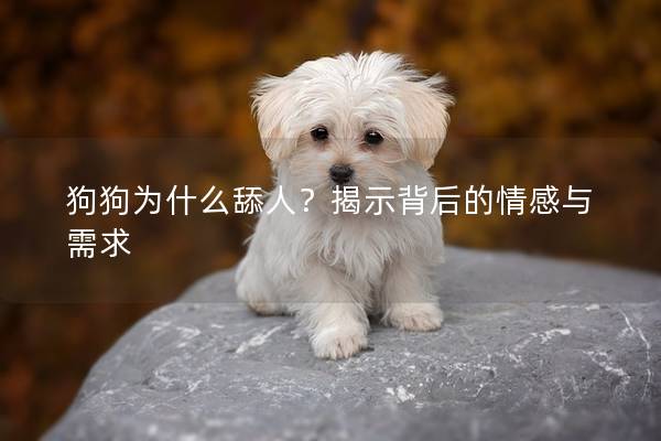 狗狗为什么舔人？揭示背后的情感与需求