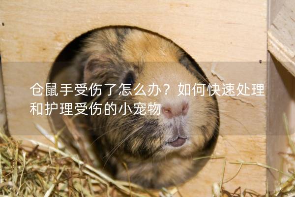 仓鼠手受伤了怎么办？如何快速处理和护理受伤的小宠物