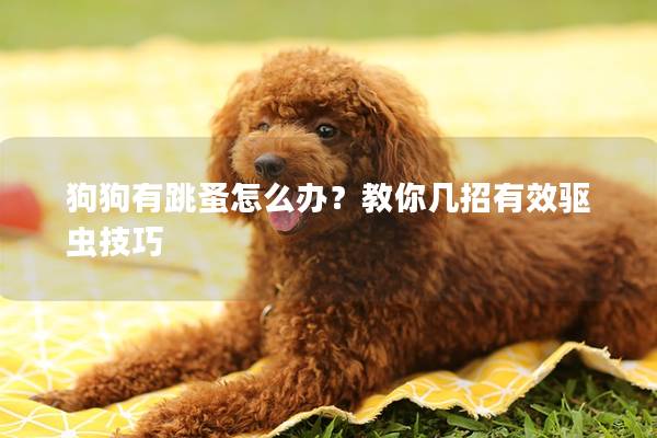 狗狗有跳蚤怎么办？教你几招有效驱虫技巧