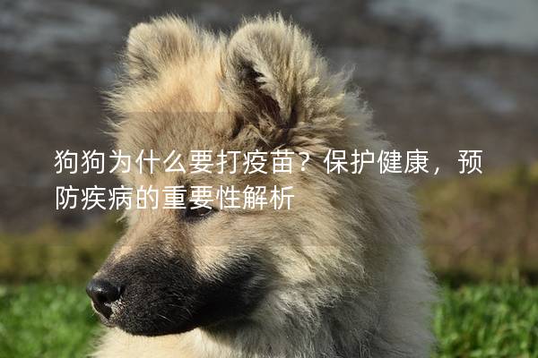 狗狗为什么要打疫苗?保护健康,预防疾病的重要性解析 狗狗为什么要打疫苗?保护健康,预防疾病的重要性解析