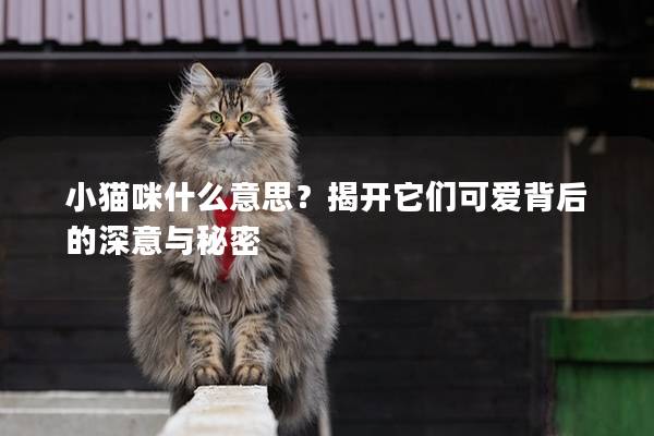 小猫咪什么意思？揭开它们可爱背后的深意与秘密