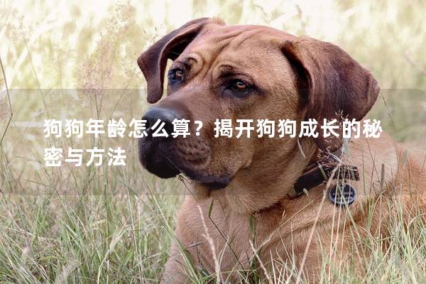 狗狗年龄怎么算?揭开狗狗成长的秘密与方法 狗狗年龄怎么算?揭开狗狗成长的秘密与方法