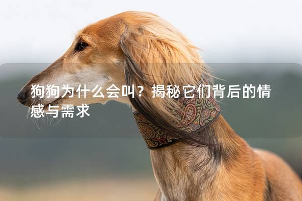 狗狗为什么会叫？揭秘它们背后的情感与需求