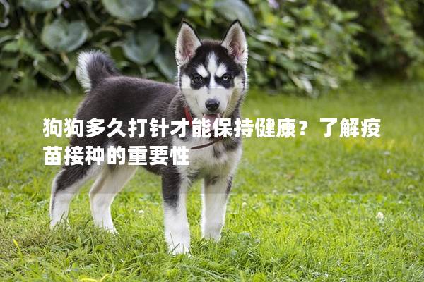 狗狗多久打针才能保持健康?了解疫苗接种的重要性 狗狗多久打针才能保持健康?了解疫苗接种的重要性