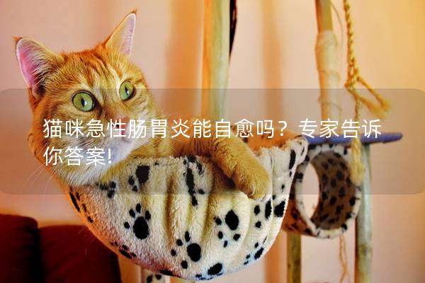 猫咪急性肠胃炎能自愈吗？专家告诉你答案!