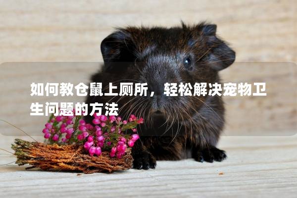 如何教仓鼠上厕所，轻松解决宠物卫生问题的方法