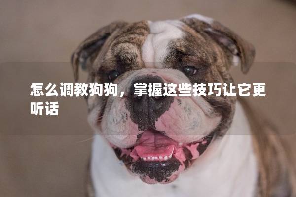 怎么调教狗狗，掌握这些技巧让它更听话