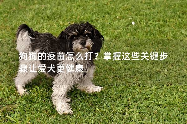 狗狗的疫苗怎么打?掌握这些关键步骤让爱犬更健康 狗狗的疫苗怎么打?掌握这些关键步骤让爱犬更健康