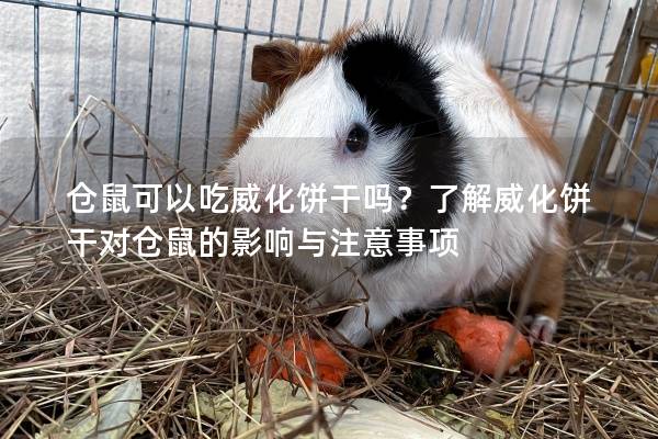 仓鼠可以吃威化饼干吗？了解威化饼干对仓鼠的影响与注意事项