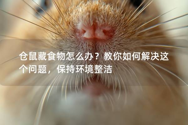 仓鼠藏食物怎么办？教你如何解决这个问题，保持环境整洁