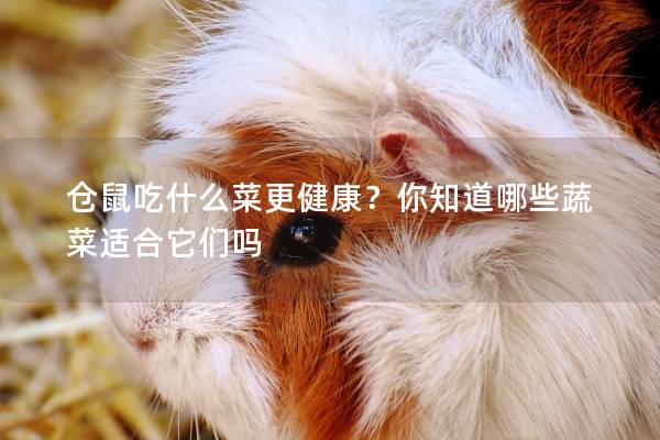 仓鼠吃什么菜更健康？你知道哪些蔬菜适合它们吗