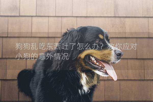 狗狗乱吃东西吐了怎么办？教你应对小狗的意外情况