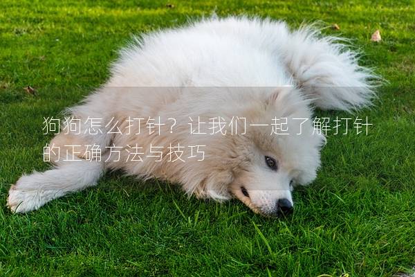 狗狗怎么打针？让我们一起了解打针的正确方法与技巧