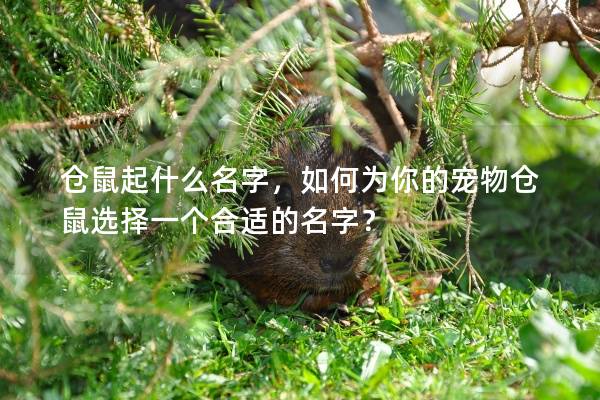 仓鼠起什么名字，如何为你的宠物仓鼠选择一个合适的名字？