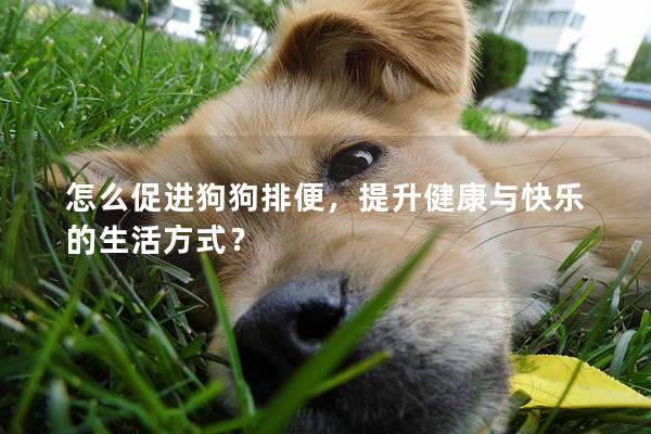 怎么促进狗狗排便，提升健康与快乐的生活方式？